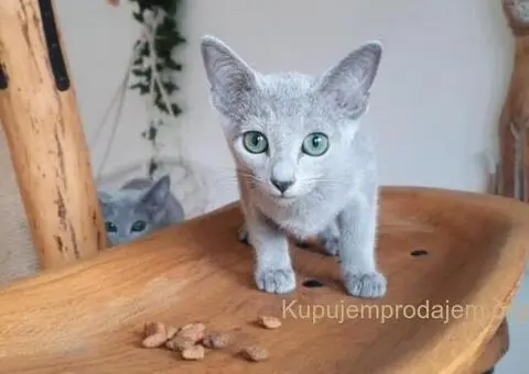 Ruski plavi mačići - 7/12