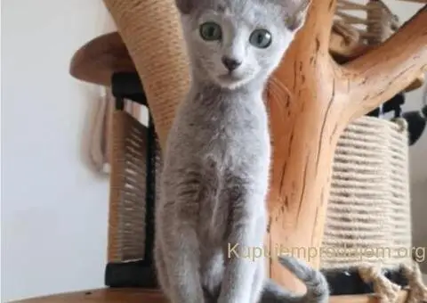 Ruski plavi mačići - 8/12