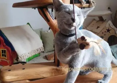 Ruski plavi mačići - 9/12