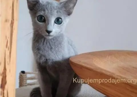 Ruski plavi mačići - 10/12
