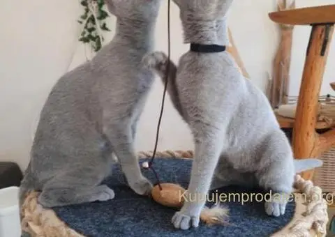 Ruski plavi mačići - 11/12