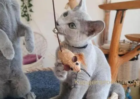 Ruski plavi mačići - 12/12