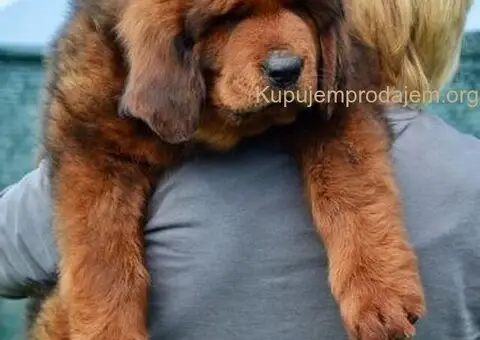 Na prodaju štenad TIBETSKOG MASTIFA - 1/5