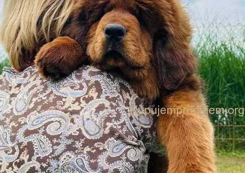 Na prodaju štenad TIBETSKOG MASTIFA - 2/5