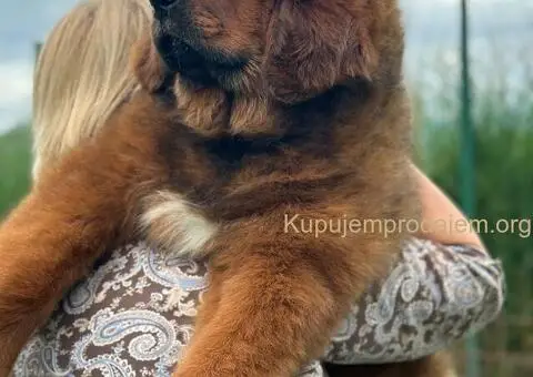 Na prodaju štenad TIBETSKOG MASTIFA - 3/5