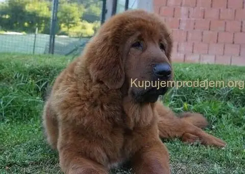 Na prodaju štenad TIBETSKOG MASTIFA - 4/5