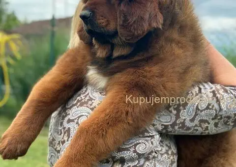 Na prodaju štenad TIBETSKOG MASTIFA - 5/5