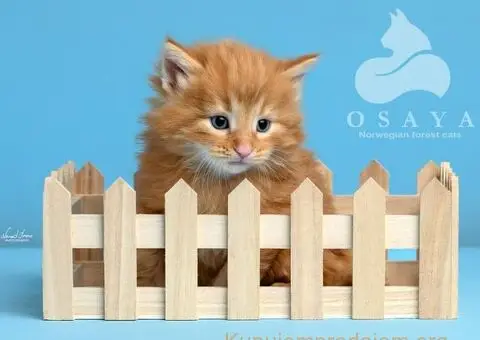 Norveška šumska mačka, norveški šumski mačići - 1/15