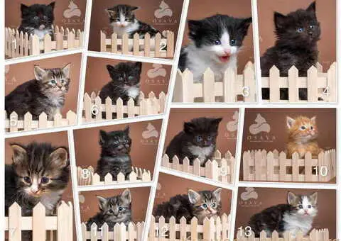 Norveška šumska mačka, norveški šumski mačići - 2/15