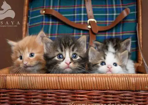 Norveška šumska mačka, norveški šumski mačići - 3/15