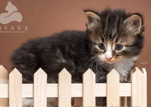 Norveška šumska mačka, norveški šumski mačići - 4/15