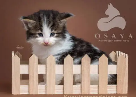 Norveška šumska mačka, norveški šumski mačići - 5/15