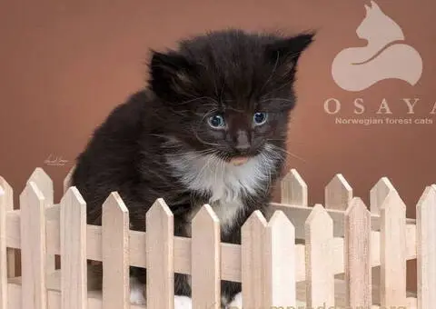 Norveška šumska mačka, norveški šumski mačići - 6/15