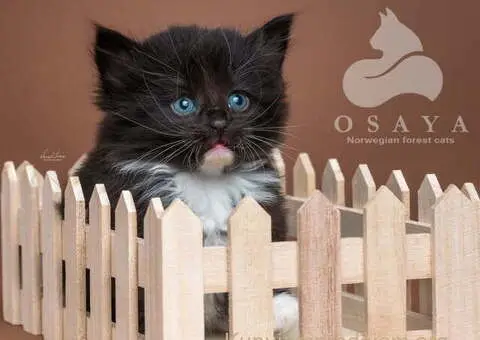 Norveška šumska mačka, norveški šumski mačići - 7/15