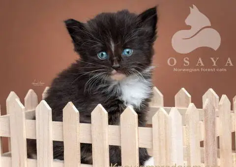 Norveška šumska mačka, norveški šumski mačići - 8/15