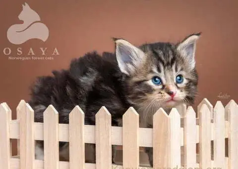 Norveška šumska mačka, norveški šumski mačići - 9/15