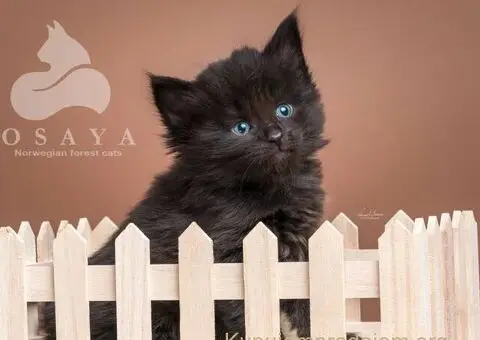 Norveška šumska mačka, norveški šumski mačići - 10/15