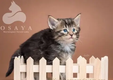 Norveška šumska mačka, norveški šumski mačići - 11/15