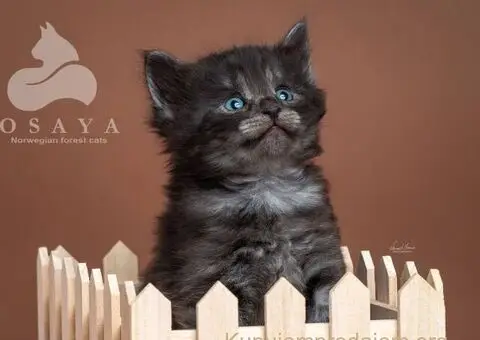 Norveška šumska mačka, norveški šumski mačići - 12/15