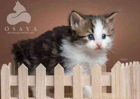 Norveška šumska mačka, norveški šumski mačići - 13/15