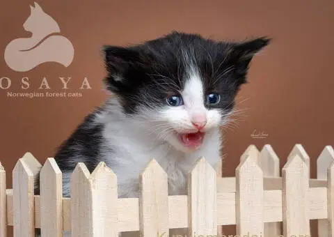 Norveška šumska mačka, norveški šumski mačići - 14/15