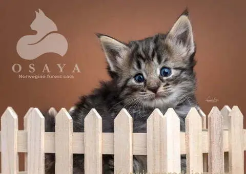 Norveška šumska mačka, norveški šumski mačići - 15/15