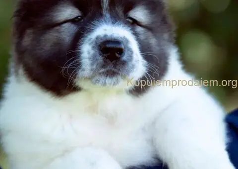 Kavkaski ovčar štenci - 1/10