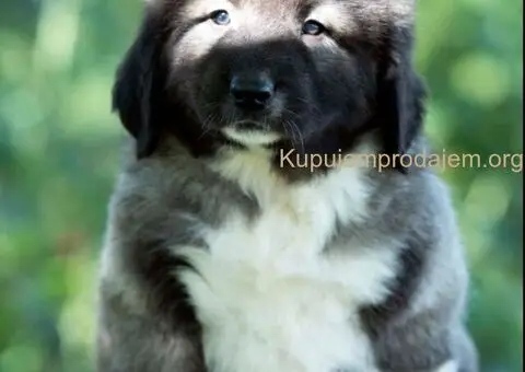 Kavkaski ovčar štenci - 2/10