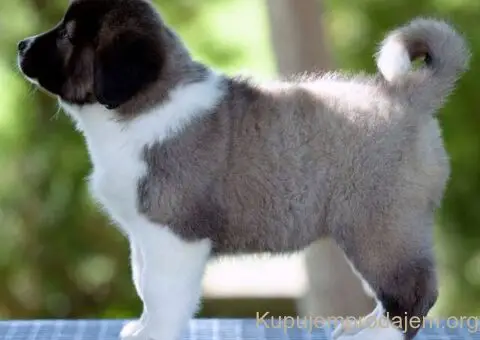 Kavkaski ovčar štenci - 3/10