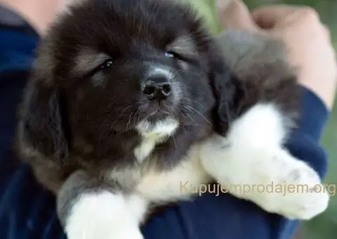 Kavkaski ovčar štenci - 4/10
