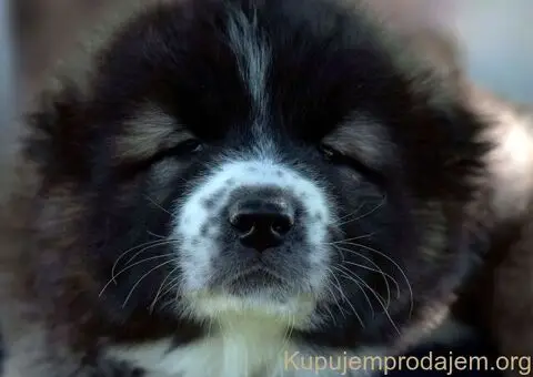 Kavkaski ovčar štenci - 5/10