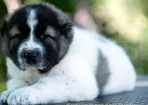 Kavkaski ovčar štenci - 6/10