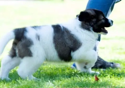 Kavkaski ovčar štenci - 7/10