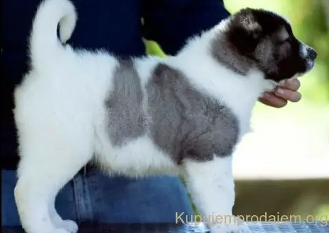 Kavkaski ovčar štenci - 8/10
