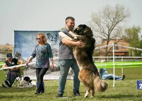 Kavkaski ovčar štenci - 9/10