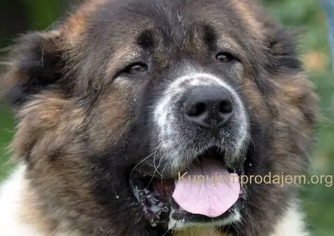 Kavkaski ovčar štenci - 10/10