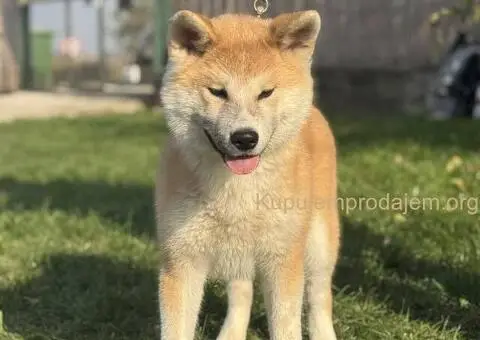 Japanska akita štenad na prodaju - 1/5