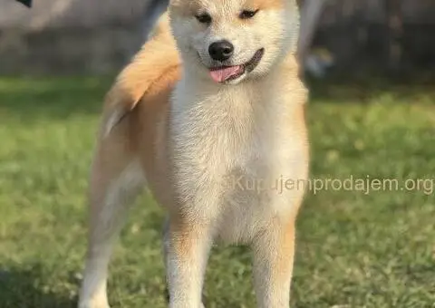 Japanska akita štenad na prodaju - 2/5