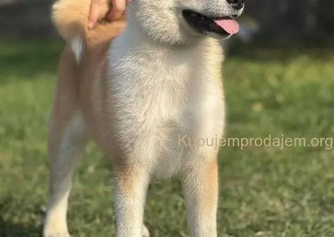 Japanska akita štenad na prodaju - 3/5