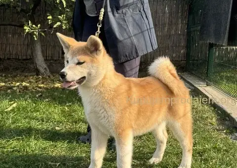 Japanska akita štenad na prodaju - 4/5