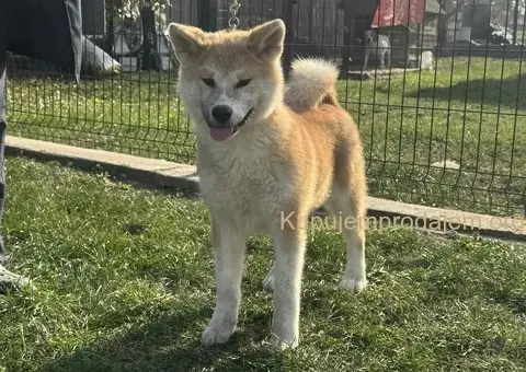 Japanska akita štenad na prodaju - 5/5