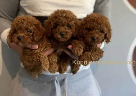 Najlepse bebe teddy bear toy pudle - 1/4