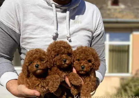 Najlepse bebe teddy bear toy pudle - 2/4