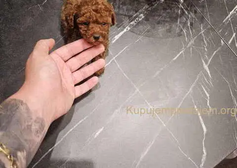 Najlepse bebe teddy bear toy pudle - 3/4