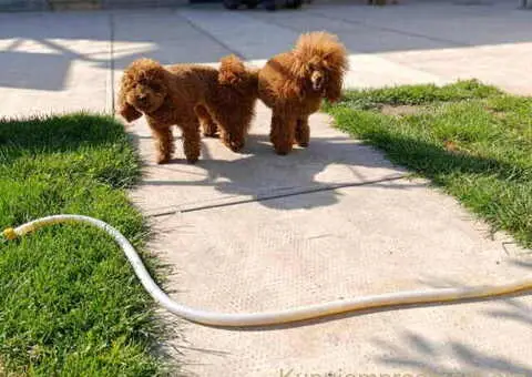 Najlepse bebe teddy bear toy pudle - 4/4