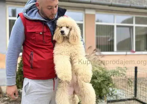 Zenka Kraljevske pudle izlozbeni kvalitet - 1/4