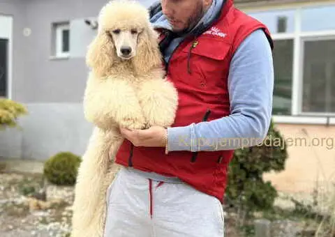 Zenka Kraljevske pudle izlozbeni kvalitet - 2/4