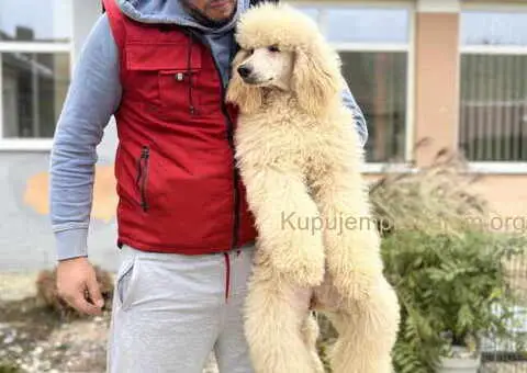 Zenka Kraljevske pudle izlozbeni kvalitet - 3/4