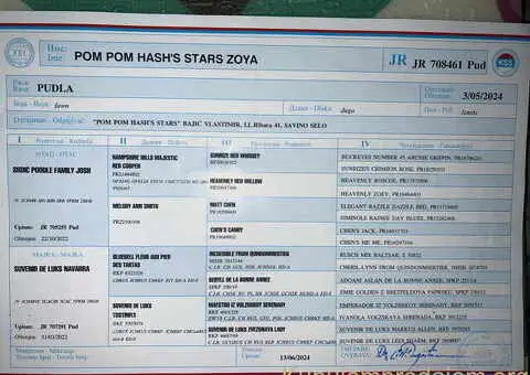 Zenka Kraljevske pudle izlozbeni kvalitet - 4/4