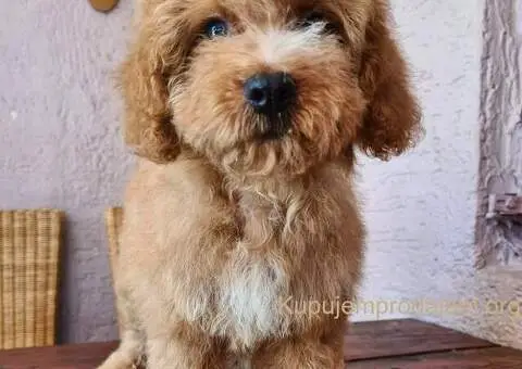 Labradoodle prelepi štenci - 1/5